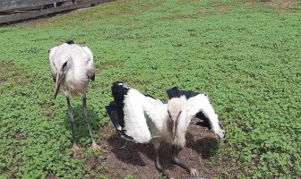 gandrai